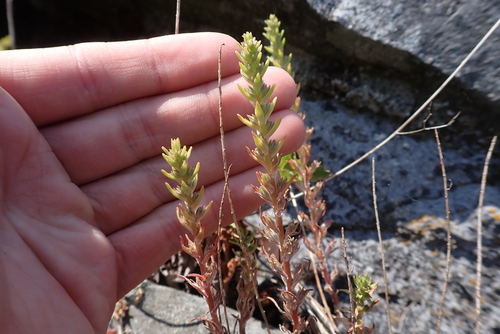Sedum stenopetalum (Wormleaf Stonecrop) (alternate view 2)