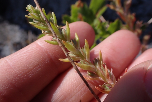 Sedum stenopetalum (Wormleaf Stonecrop) (alternate view 3)