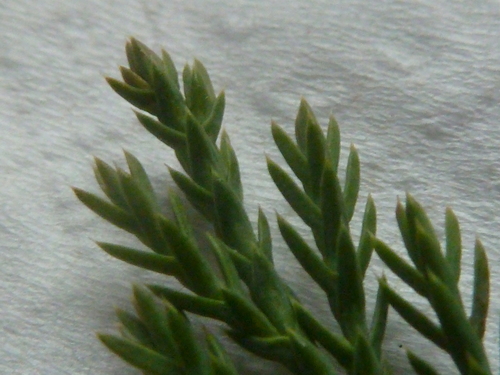 Juniperus horizontalis (creeping juniper)