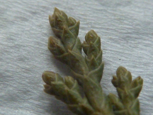 Juniperus horizontalis (creeping juniper) (alternate view 2)