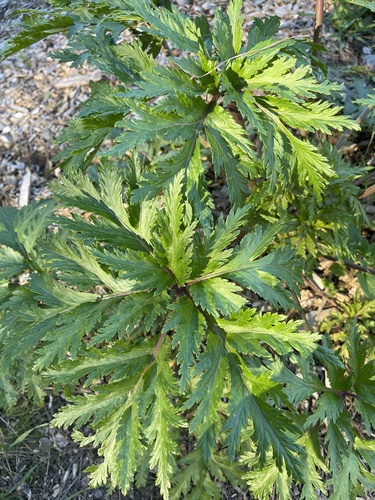 Geranium maderense (alternate view 7)