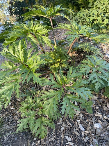 Geranium maderense (alternate view 8)