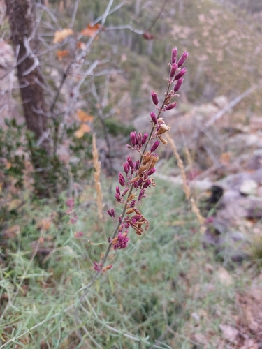 Agastache rupestris (Sunset Hyssop) (alternate view 4)