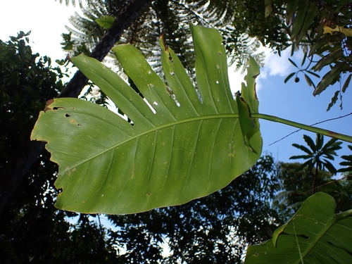 Epipremnum aureum (Golden Pothos) (alternate view 2)