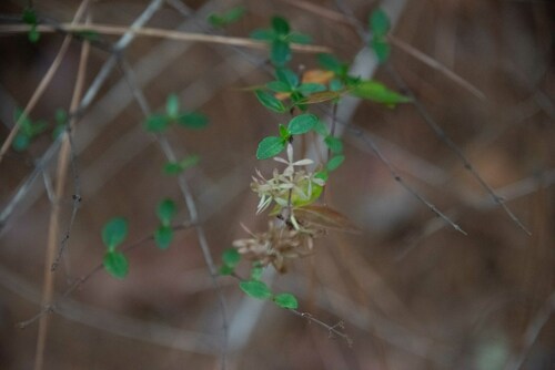 Abelia × grandiflora (Glossy Abelia)