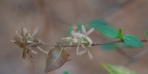 Abelia × grandiflora (Glossy Abelia) (alternate view 2)