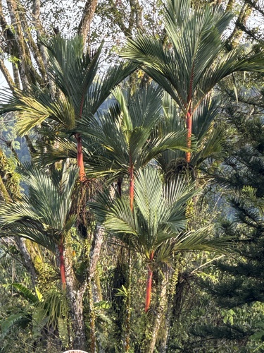 Cyrtostachys renda (Sealing Wax Palm)
