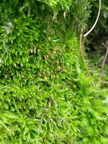 Rhynchostegium confertum (Clustered Feather-moss)