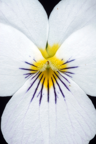 Viola canadensis (Canada Violet) (alternate view 6)
