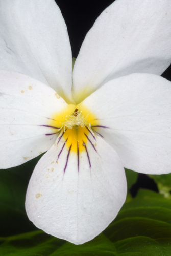 Viola canadensis (Canada Violet) (alternate view 7)