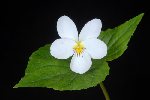 Viola canadensis (Canada Violet) (alternate view 8)
