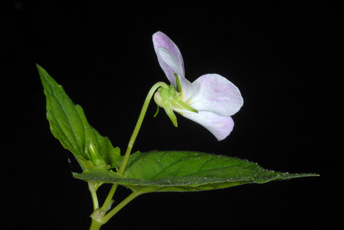 Viola canadensis (Canada Violet) (alternate view 9)
