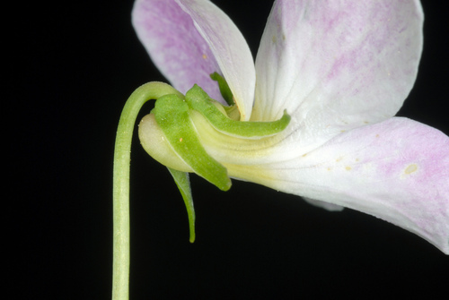 Viola canadensis (Canada Violet) (alternate view 10)