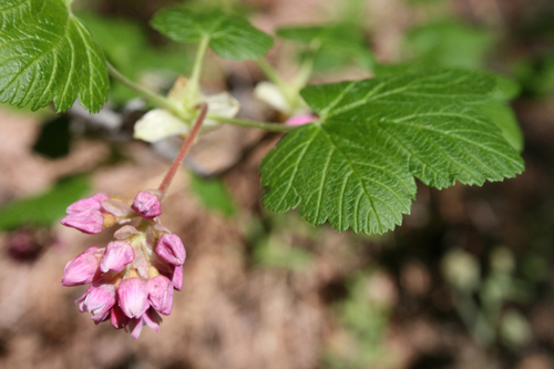 Ribes nevadense (mountain pink currant) (alternate view 4)
