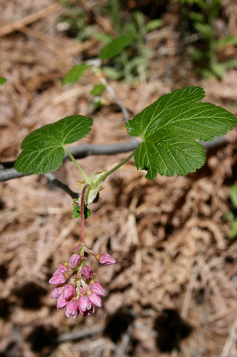 Ribes nevadense (mountain pink currant) (alternate view 5)