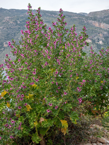 Malva arborea (Tree Mallow)