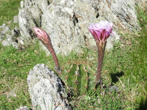 Echinopsis (South American hedgehog cactuses) (alternate view 7)