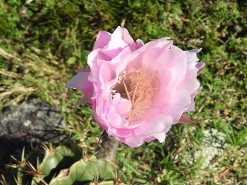 Echinopsis (South American hedgehog cactuses) (alternate view 8)