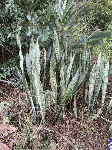 Sansevieria trifasciata (Snake Plant)