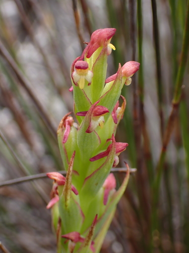 Disa bracteata (Bract Disa) (alternate view 4)