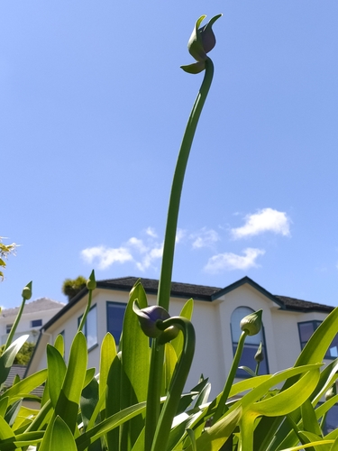Agapanthus praecox (blue lily)