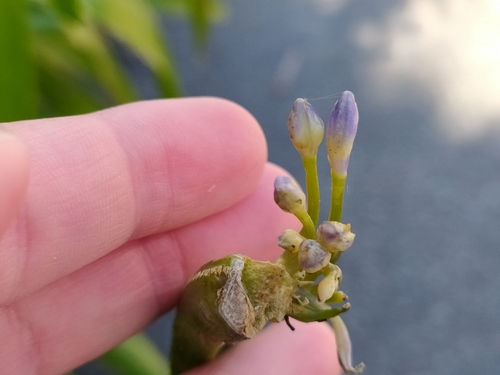 Agapanthus praecox (blue lily)