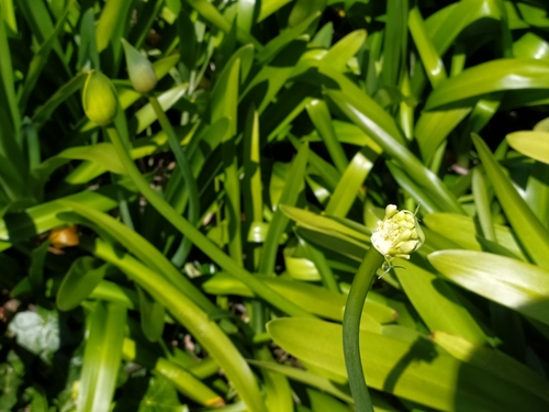 Agapanthus praecox (blue lily)