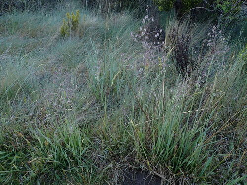 Briza media (Quaking-grass)