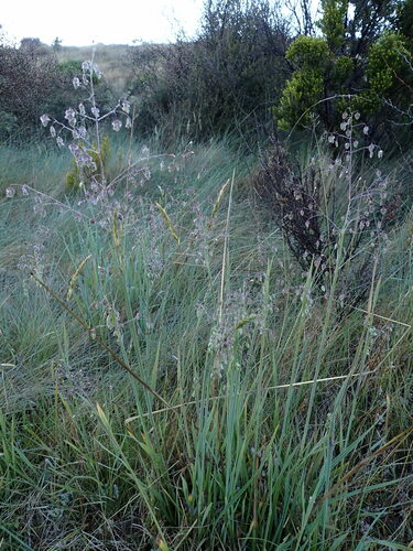 Briza media (Quaking-grass)