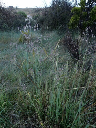 Briza media (Quaking-grass)