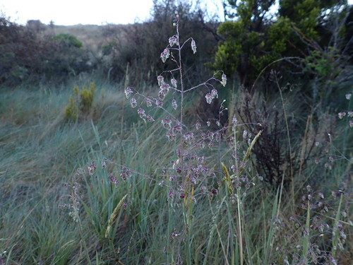 Briza media (Quaking-grass)