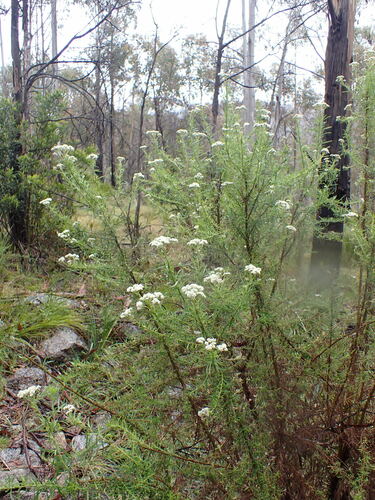 Cassinia longifolia (Shiny Cassinia) (alternate view 7)