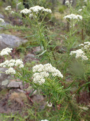 Cassinia longifolia (Shiny Cassinia) (alternate view 6)
