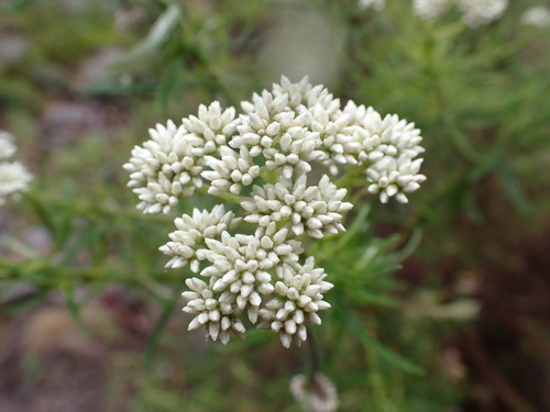 Cassinia longifolia (Shiny Cassinia) (alternate view 8)
