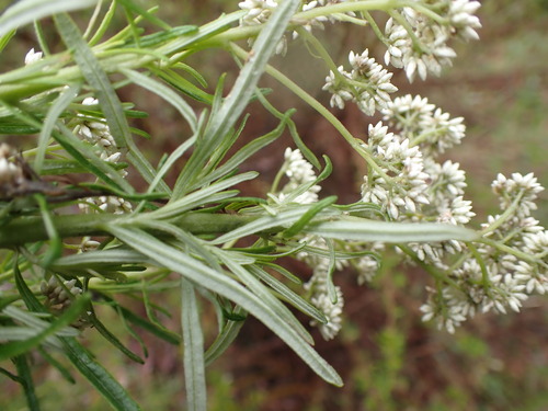 Cassinia longifolia (Shiny Cassinia) (alternate view 9)