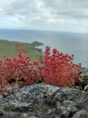 Crassula connata (sand pygmyweed) (alternate view 6)