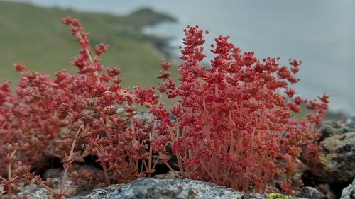 Crassula connata (sand pygmyweed) (alternate view 7)