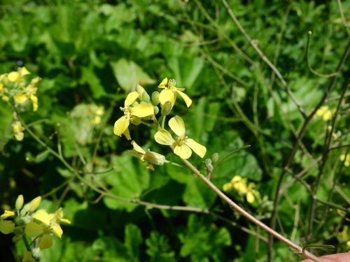 Sisymbrium orientale (eastern rocket)