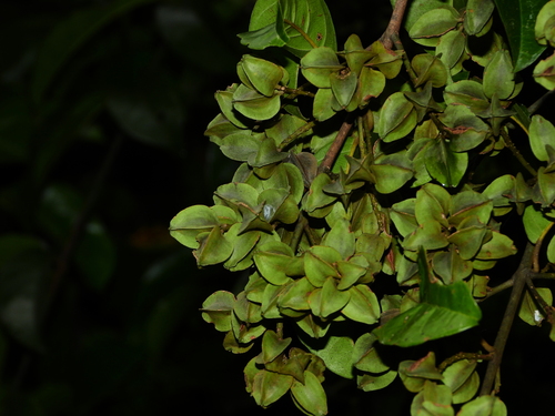 Combretum rotundifolium (Monkey's Brush Plant)