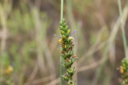 Wahlenbergia (Capebells) (alternate view 3)