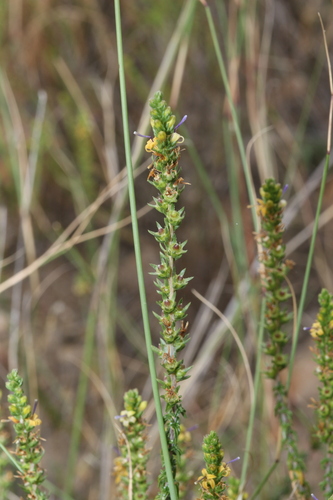 Wahlenbergia (Capebells) (alternate view 2)