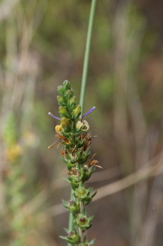 Wahlenbergia (Capebells) (alternate view 4)