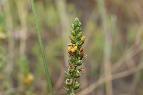 Wahlenbergia (Capebells) (alternate view 5)