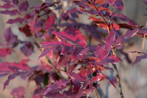 Berberis aquifolium (tall Oregon-grape)