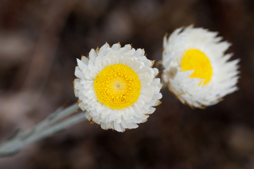 Chrysocephalum baxteri (Fringed Everlasting)