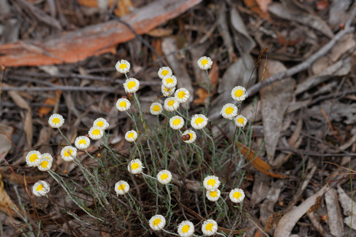 Chrysocephalum baxteri (Fringed Everlasting) (alternate view 2)