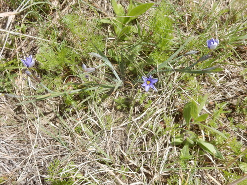 Sisyrinchium pruinosum (Roadside Blue-eyed Grass) (alternate view 2)