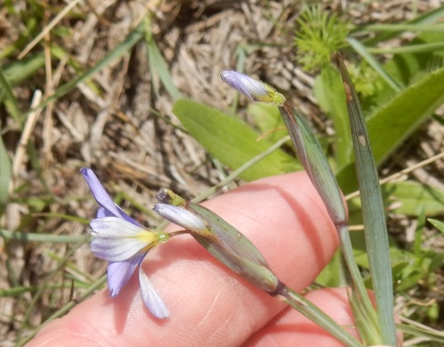 Sisyrinchium pruinosum (Roadside Blue-eyed Grass) (alternate view 3)