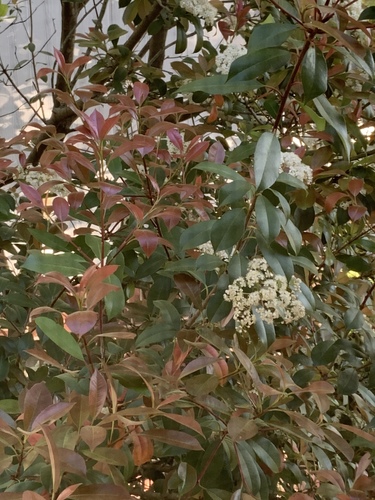 Photinia × fraseri (Red Tip Photinia) (alternate view 9)