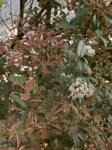 Photinia × fraseri (Red Tip Photinia) (alternate view 10)